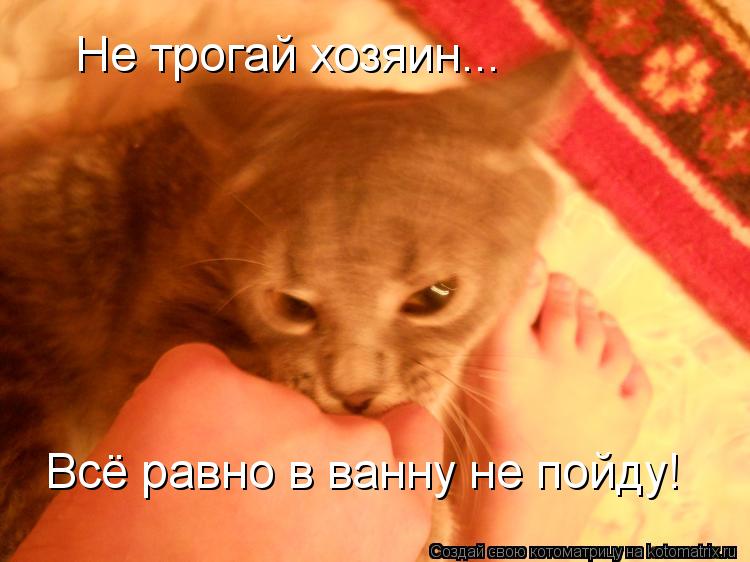 Не трогай хозяин... Всё равно в ванну не пойду!... Котоматрица: Не трогай хозяин... Всё равно в ванну не пойду!