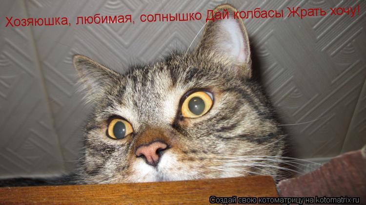Хозяюшка, любимая, солнышко Дай колбасы Жрать хочу!... Котоматрица: Хозяюшка, любимая, солнышко Дай колбасы Жрать хочу!