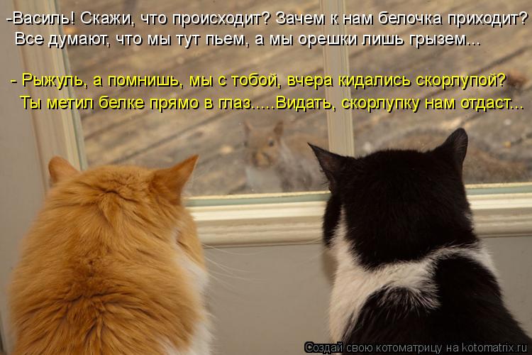 -Василь! Скажи, что происходит? Зачем к нам белочка приходит? Все думают, что мы тут пьем, а мы орешк... Котоматрица: -Василь! Скажи, что происходит? Зачем к нам белочка приходит? Все думают, что мы тут пьем, а мы орешки лишь грызем... - Рыжуль, а помнишь, мы с тоб