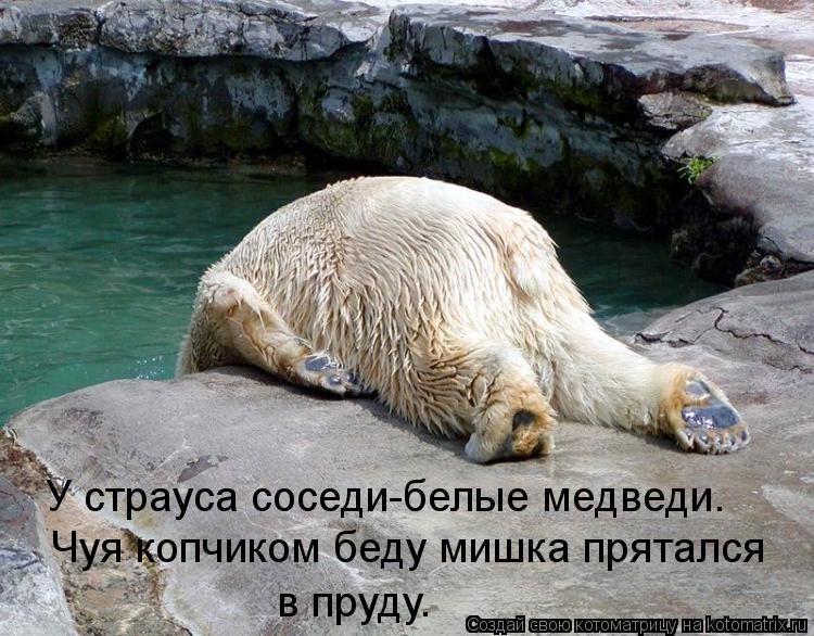 У страуса соседи-белые медведи. Чуя копчиком беду мишка прятался в пруду.... Котоматрица: У страуса соседи-белые медведи. Чуя копчиком беду мишка прятался в пруду.