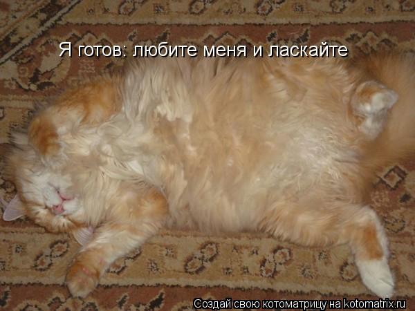 Я готов: любите меня и ласкайте... Котоматрица: Я готов: любите меня и ласкайте