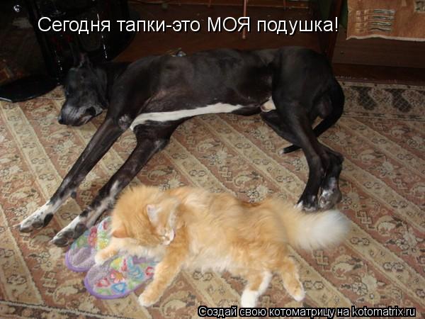 Сегодня тапки-это МОЯ подушка!... Котоматрица: Сегодня тапки-это МОЯ подушка!