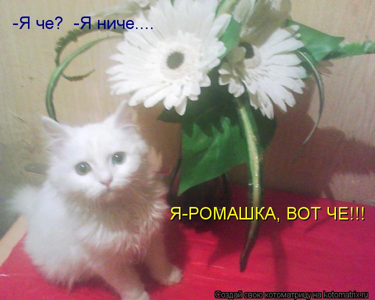 Котоматрица: -Я че?  -Я ниче.... Я-РОМАШКА, ВОТ ЧЕ!!!