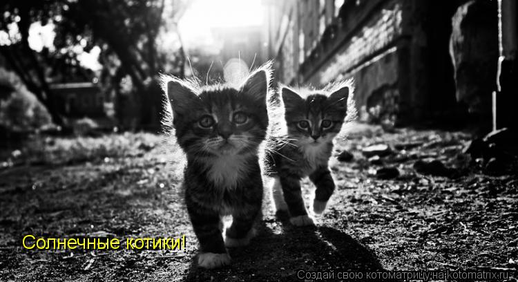 Котоматрица: Солнечные котики!