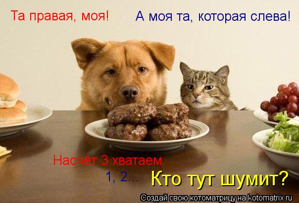 Котоматрица: Та правая, моя! Насчёт 3 хватаем. 1, 2... Кто тут шумит? А моя та, которая слева!