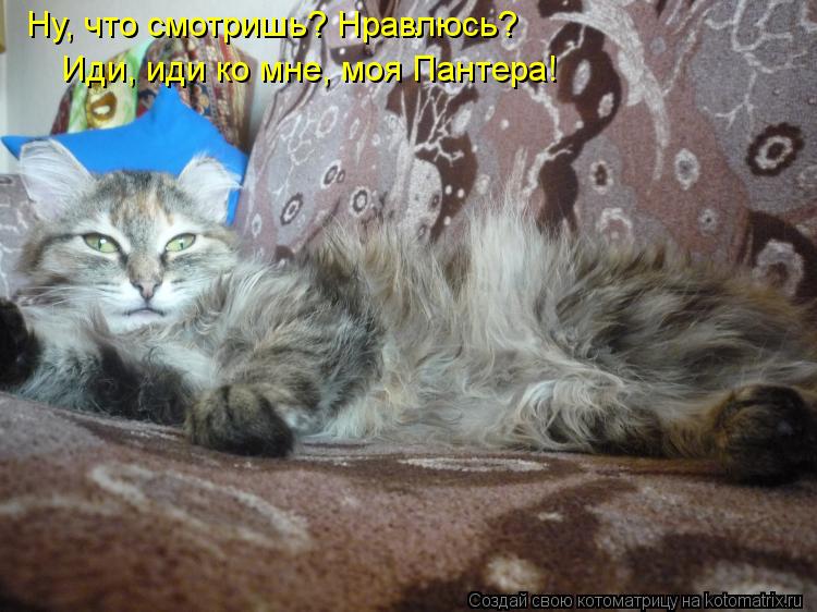 Ну, что смотришь? Нравлюсь? Иди, иди ко мне, моя Пантера!... Котоматрица: Ну, что смотришь? Нравлюсь? Иди, иди ко мне, моя Пантера!
