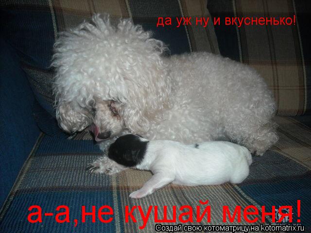 Котоматрица: да уж ну и вкусненько! а-а,не кушай меня!