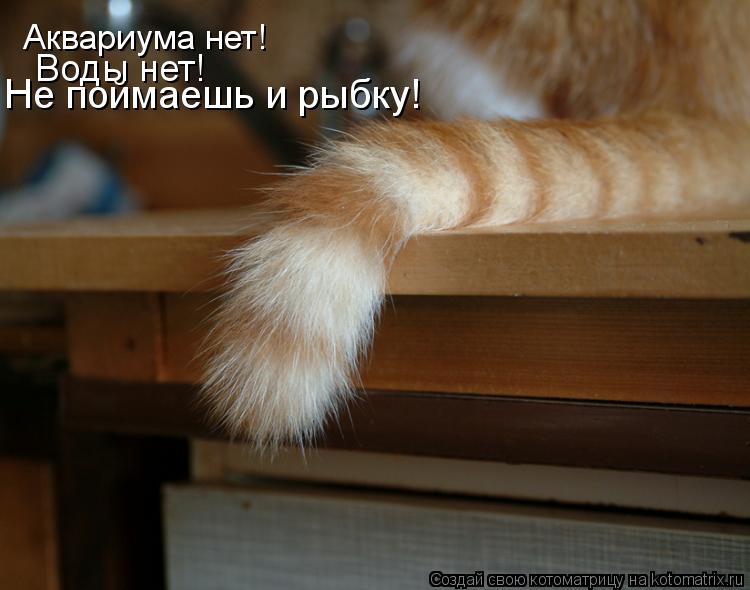 Воды нет! Не поймаешь и рыбку! Аквариума нет!... Котоматрица: Воды нет! Не поймаешь и рыбку! Аквариума нет!
