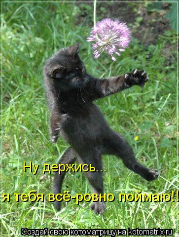 Ну держись... я тебя всё-ровно поймаю!!!... Котоматрица: Ну держись... я тебя всё-ровно поймаю!!!