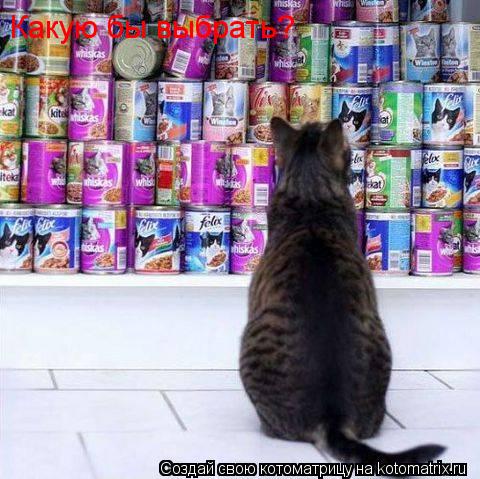 Какую бы выбрать?... Котоматрица: Какую бы выбрать?