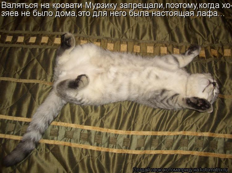 Валяться на кровати Мурзику запрещали,поэтому,когда хо- зяев не было дома,это для него была настоящая... Котоматрица: Валяться на кровати Мурзику запрещали,поэтому,когда хо- зяев не было дома,это для него была настоящая лафа...
