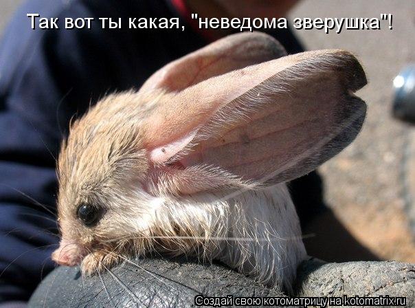 Так вот ты какая, "неведома зверушка"!... Котоматрица: Так вот ты какая, "неведома зверушка"!
