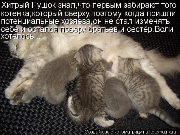 Хитрый Пушок знал,что первым забирают того котёнка,который сверху,поэтому когда пришли потенциальные ... Котоматрица: Хитрый Пушок знал,что первым забирают того котёнка,который сверху,поэтому когда пришли потенциальные хозяева,он не стал изменять себе и о