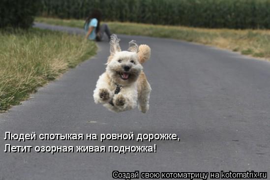 Людей спотыкая на ровной дорожке, Летит озорная живая подножка!... Котоматрица: Людей спотыкая на ровной дорожке, Летит озорная живая подножка!