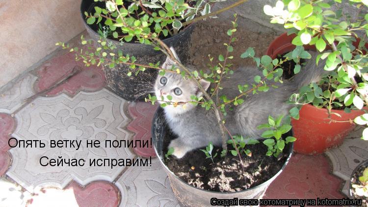 Опять ветку не полили! Сейчас исправим!... Котоматрица: Опять ветку не полили! Сейчас исправим!