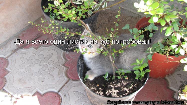 -Да я всего один листик на зуб попробовал!... Котоматрица: -Да я всего один листик на зуб попробовал!