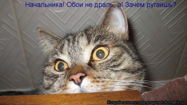 Начальника! Обои не драль, а! Зачем ругаишь?... Котоматрица: Начальника! Обои не драль, а! Зачем ругаишь?
