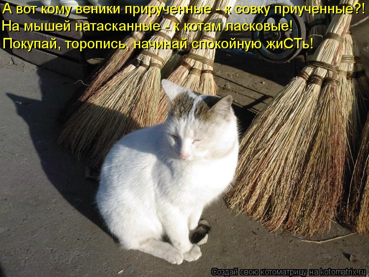 А вот кому веники прирученные - к совку приученные?! На мышей натасканные - к котам ласковые! Покупа... Котоматрица: А вот кому веники прирученные - к совку приученные?! На мышей натасканные - к котам ласковые! Покупай, торопись, начинай спокойную жиСТь!