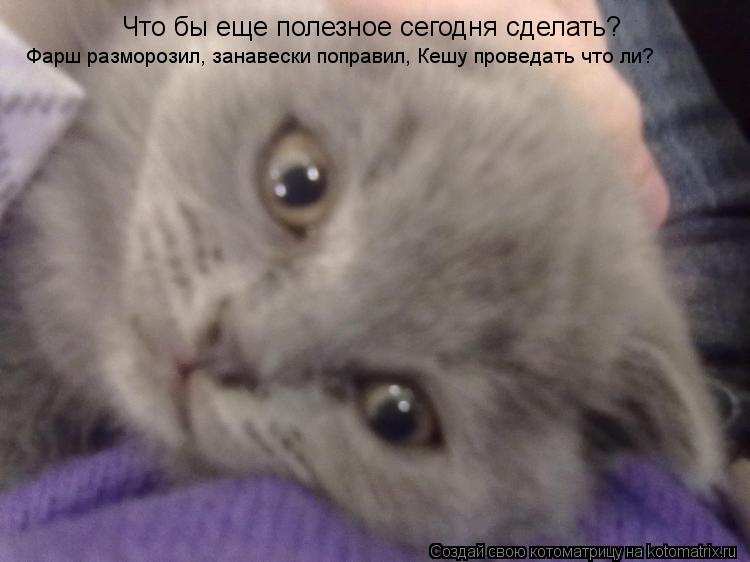 Что бы еще полезное сегодня сделать? Фарш разморозил, занавески поправил, Кешу проведать что ли?... Котоматрица: Что бы еще полезное сегодня сделать? Фарш разморозил, занавески поправил, Кешу проведать что ли?