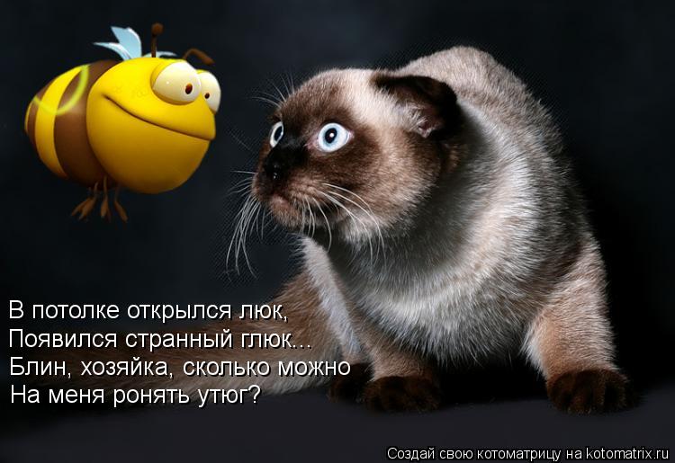В потолке открылся люк, Появился странный глюк... Блин, хозяйка, сколько можно На меня ронять утюг?... Котоматрица: В потолке открылся люк, Появился странный глюк... Блин, хозяйка, сколько можно На меня ронять утюг?