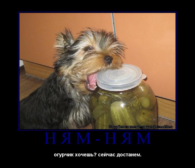 Котоматрица: ням-ням огурчик хочешь? сейчас достанем.