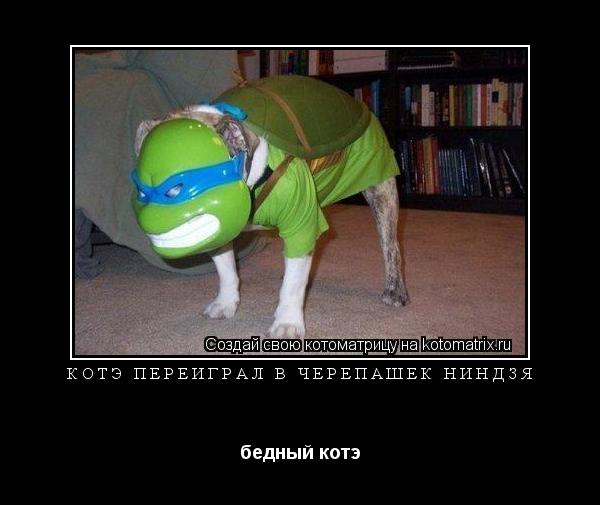 Котоматрица: котэ переиграл в черепашек ниндзя бедный котэ