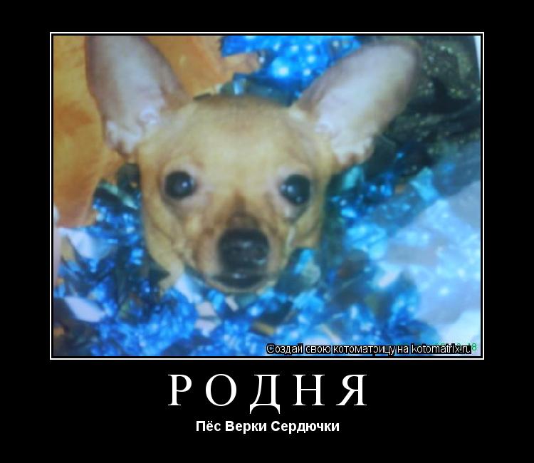 родня Пёс Верки Сердючки... Котоматрица: родня Пёс Верки Сердючки