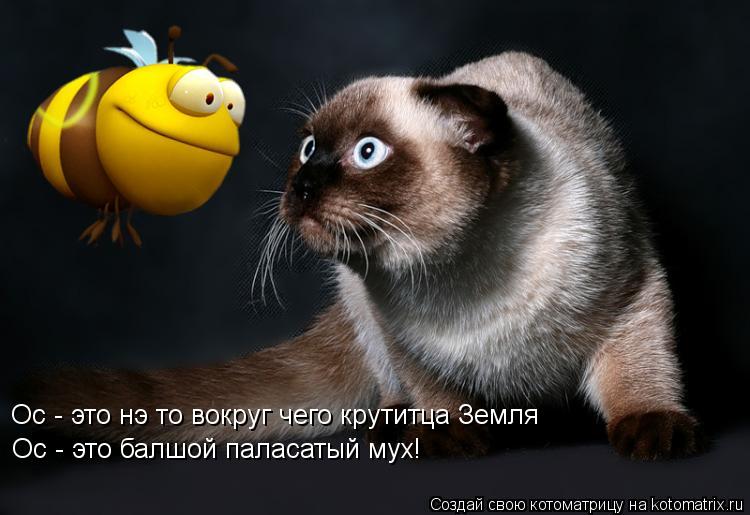 Ос - это нэ то вокруг чего крутитца Земля Ос - это балшой паласатый мух!... Котоматрица: Ос - это нэ то вокруг чего крутитца Земля Ос - это балшой паласатый мух!
