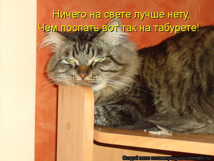 Ничего на свете лучше нету, Чем поспать вот так на табурете!... Котоматрица: Ничего на свете лучше нету, Чем поспать вот так на табурете!