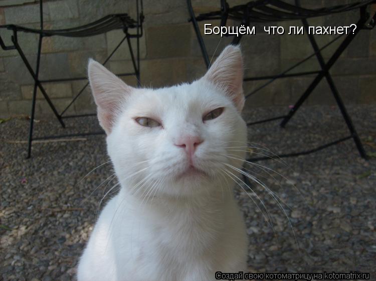 Борщём что ли пахнет?... Котоматрица: Борщём что ли пахнет?