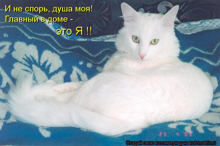 И не спорь, душа моя! Главный в доме - это Я !!... Котоматрица: И не спорь, душа моя! Главный в доме - это Я !!