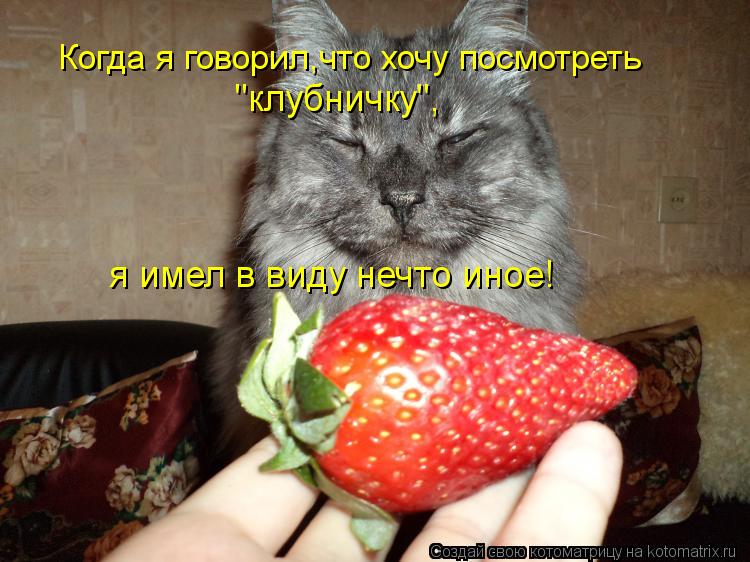 Когда я говорил,что хочу посмотреть "клубничку", я имел в виду нечто иное!... Котоматрица: Когда я говорил,что хочу посмотреть "клубничку", я имел в виду нечто иное!