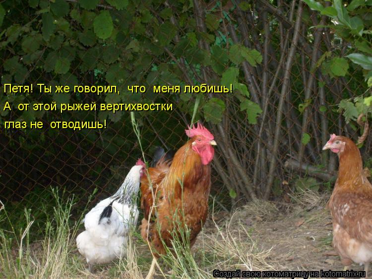Петя! Ты же говорил, что меня любишь! А от этой рыжей вертихвостки глаз не отводишь!... Котоматрица: Петя! Ты же говорил, что меня любишь! А от этой рыжей вертихвостки глаз не отводишь!