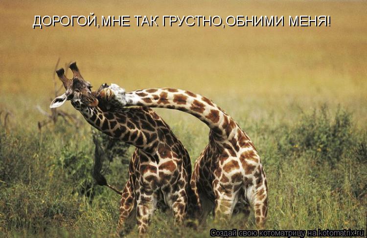ДОРОГОЙ,МНЕ ТАК ГРУСТНО,ОБНИМИ МЕНЯ!... Котоматрица: ДОРОГОЙ,МНЕ ТАК ГРУСТНО,ОБНИМИ МЕНЯ!