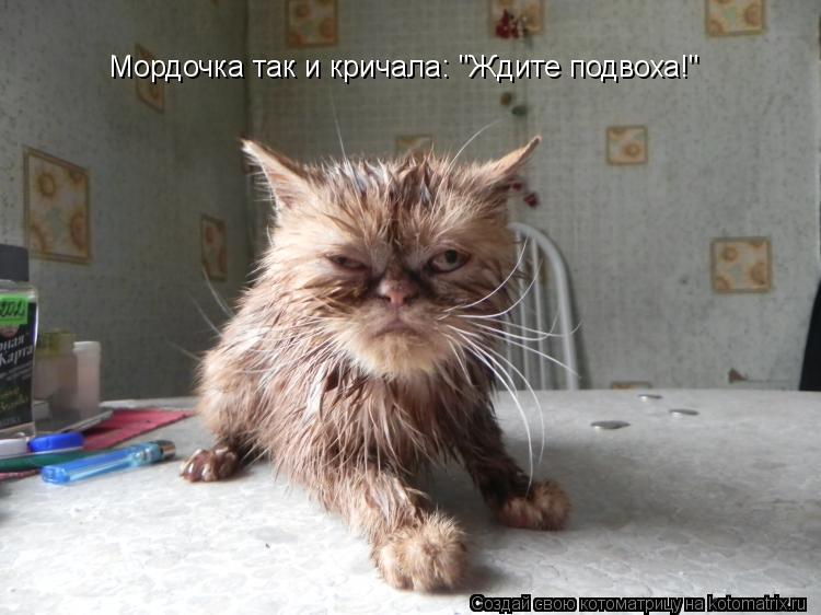 Мордочка так и кричала: "Ждите подвоха!"... Котоматрица: Мордочка так и кричала: "Ждите подвоха!"