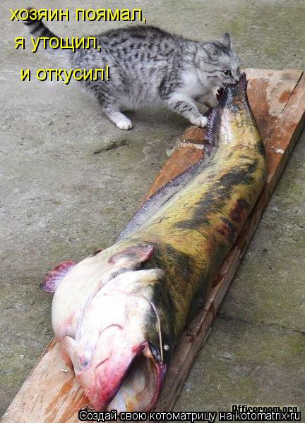 хозяин поямал, я утощил, и откусил!... Котоматрица: хозяин поямал, я утощил, и откусил!