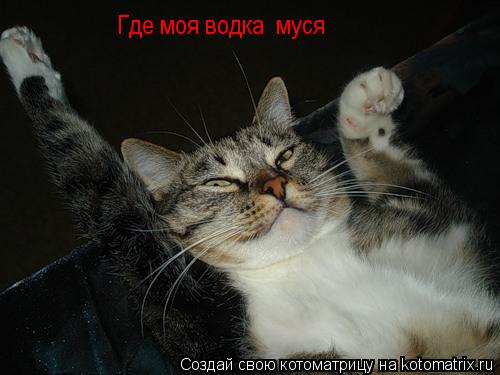 Где моя водка муся Где моя водка муся... Котоматрица: Где моя водка муся Где моя водка муся