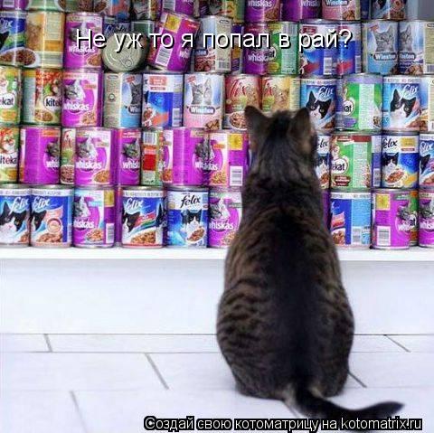 Не уж то я попал в рай?... Котоматрица: Не уж то я попал в рай?
