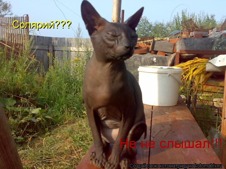 Солярий??? Не не слышал!!!... Котоматрица: Солярий??? Не не слышал!!!