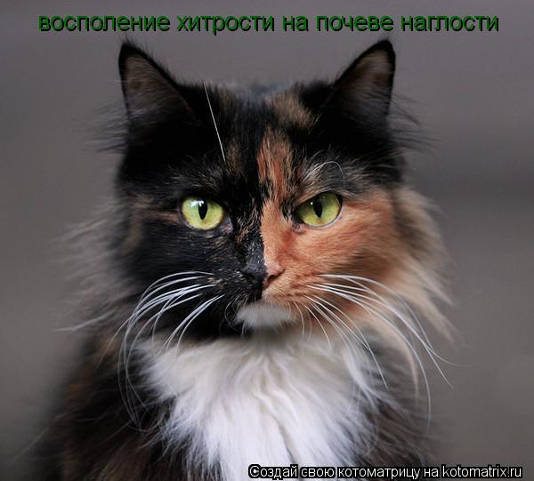 восполение хитрости на почеве наглости... Котоматрица: восполение хитрости на почеве наглости