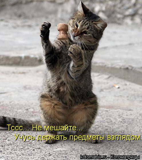 Тссс... Не мешайте... Учусь держать предметы взглядом.... Котоматрица: Тссс... Не мешайте... Учусь держать предметы взглядом.