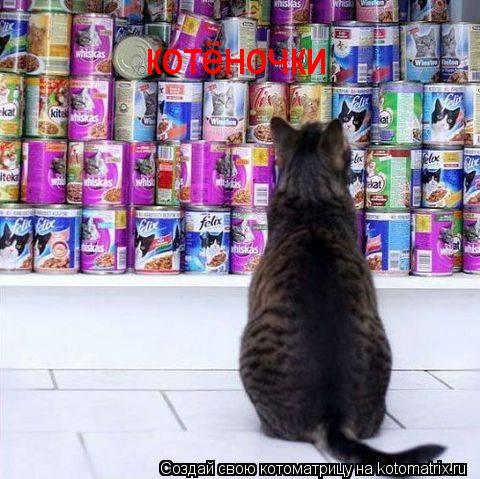 котёночки... Котоматрица: котёночки