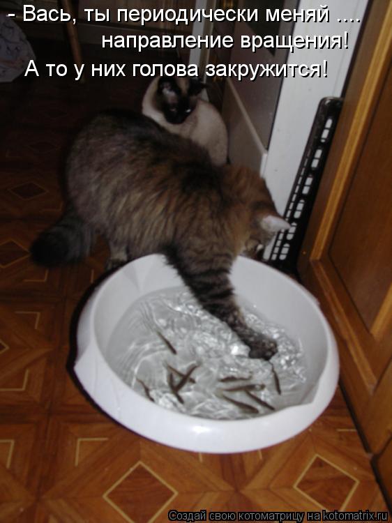 - Вась, ты периодически меняй .... направление вращения! А то у них голова закружится!... Котоматрица: - Вась, ты периодически меняй .... направление вращения! А то у них голова закружится!