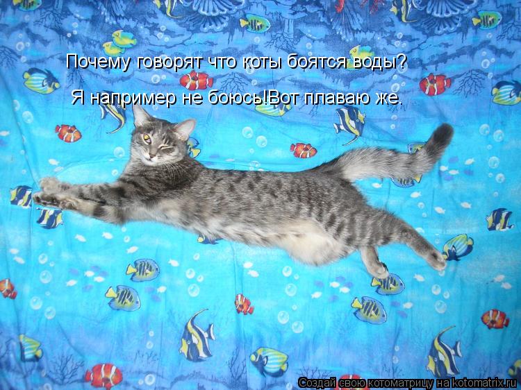Почему говорят что коты боятся воды? Я например не боюсь!Вот плаваю же.... Котоматрица: Почему говорят что коты боятся воды? Я например не боюсь!Вот плаваю же.