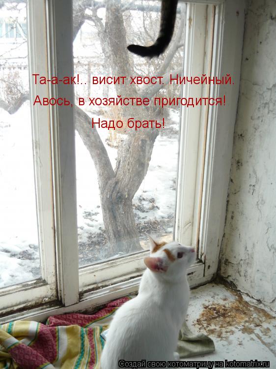 Та-а-ак!.. висит хвост. Ничейный. Авось, в хозяйстве пригодится! Надо брать!... Котоматрица: Та-а-ак!.. висит хвост. Ничейный. Авось, в хозяйстве пригодится! Надо брать!