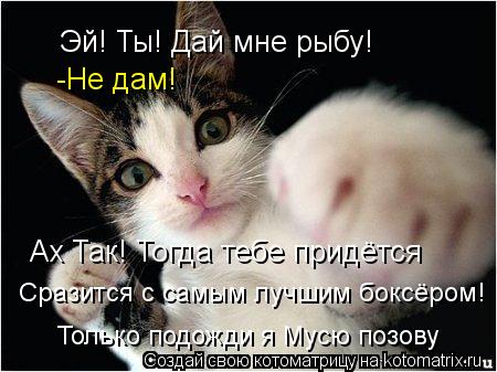 Эй! Ты! Дай мне рыбу! -Не дам! Ах Так! Тогда тебе придётся Сразится с самым лучшим боксёром! Только п... Котоматрица: Эй! Ты! Дай мне рыбу! -Не дам! Ах Так! Тогда тебе придётся Сразится с самым лучшим боксёром! Только подожди я Мусю позову