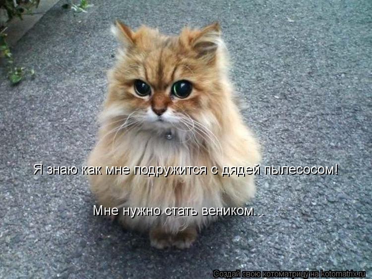 Я знаю как мне подружится с дядей пылесосом! Мне нужно стать веником...... Котоматрица: Я знаю как мне подружится с дядей пылесосом! Мне нужно стать веником...
