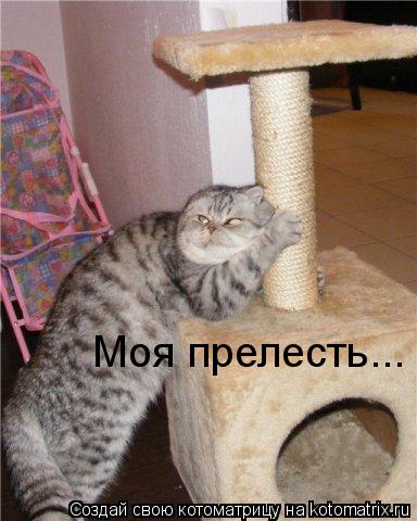 Моя прелесть...... Котоматрица: Моя прелесть...