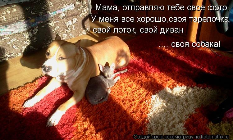 Мама, отправляю тебе свое фото. Мама, отправляю тебе свое фото. У меня все хорошо,своя тарелочка, св... Котоматрица: Мама, отправляю тебе свое фото. Мама, отправляю тебе свое фото. У меня все хорошо,своя тарелочка, свой лоток, свой диван .... своя собака!