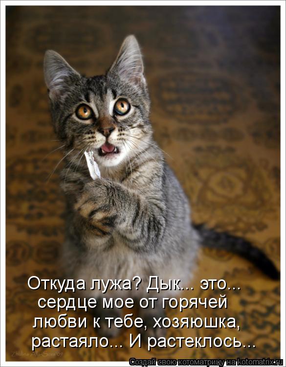 растаяло... И растеклось... любви к тебе, хозяюшка, сердце мое от горячей Откуда лужа? Дык... это...... Котоматрица: растаяло... И растеклось... любви к тебе, хозяюшка, сердце мое от горячей Откуда лужа? Дык... это...